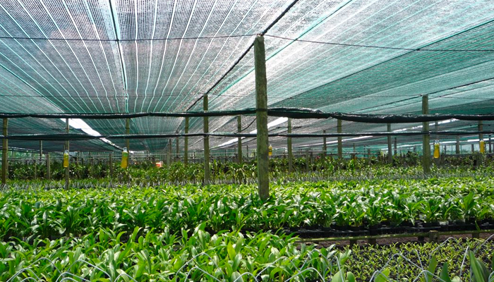 Tại sao nên sử dụng lưới chống nắng khi trồng rau?